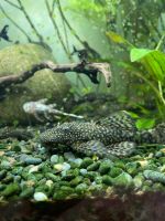 Antennenwelse Aquarium Nordrhein-Westfalen - Rietberg Vorschau