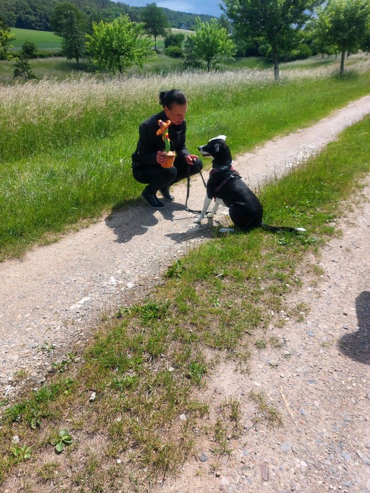 Erziehungsspaziergang für Hunde mit "Special Effects" in Delligsen