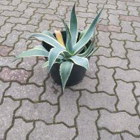 Pflanze für Terrasse & Garten Nordwestmecklenburg - Landkreis - Gadebusch Vorschau