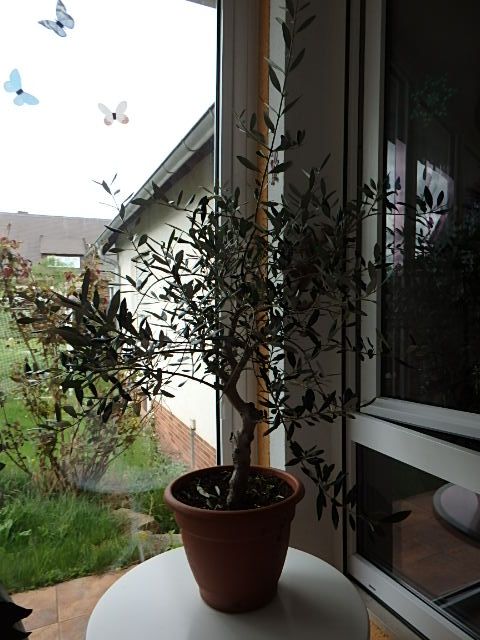 älterer Olivenbaum aus Italien Bonsai Olive knorriger Stamm in Lichtenfels