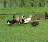 Landenten - große bunte Landenten aus sehr alter Linie Bayern - Bad Windsheim Vorschau