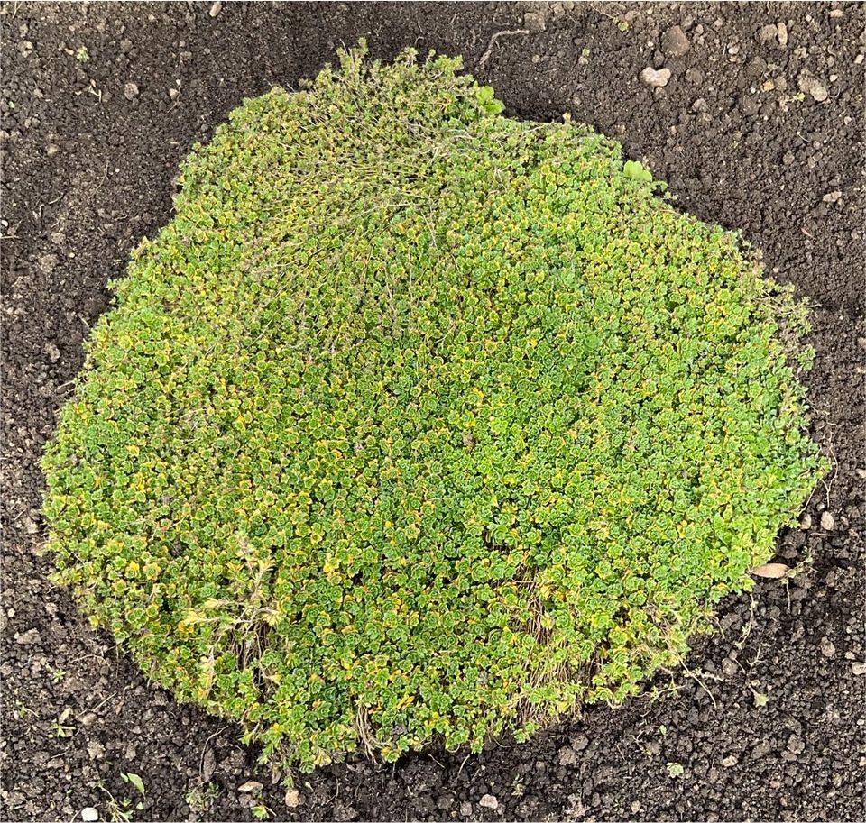 Bodendecker Gartenpflanzen Immergrün in Immendingen