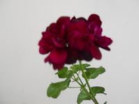 Geranie Pelargonie "Royal Black Rose" Baden-Württemberg - Plüderhausen Vorschau