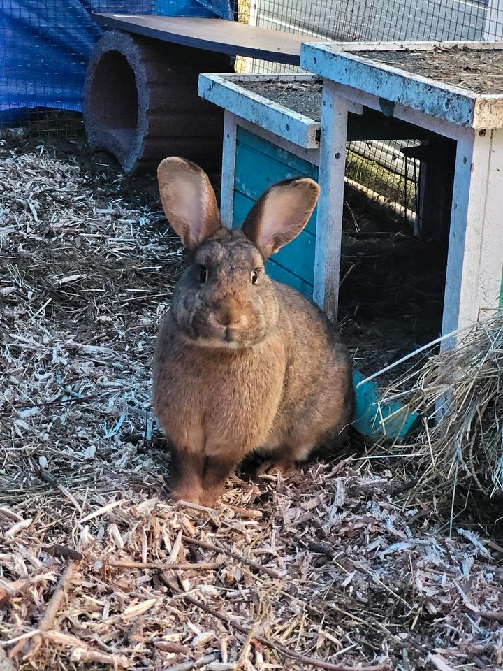 Kaninchen vermisst in Hanweiler in Kleinblittersdorf