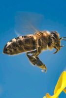 Bienenvolk-Ableger-Jungvolk Nordrhein-Westfalen - Werl Vorschau