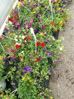 Sommerblumen zu verkaufen Niedersachsen - Südbrookmerland Vorschau