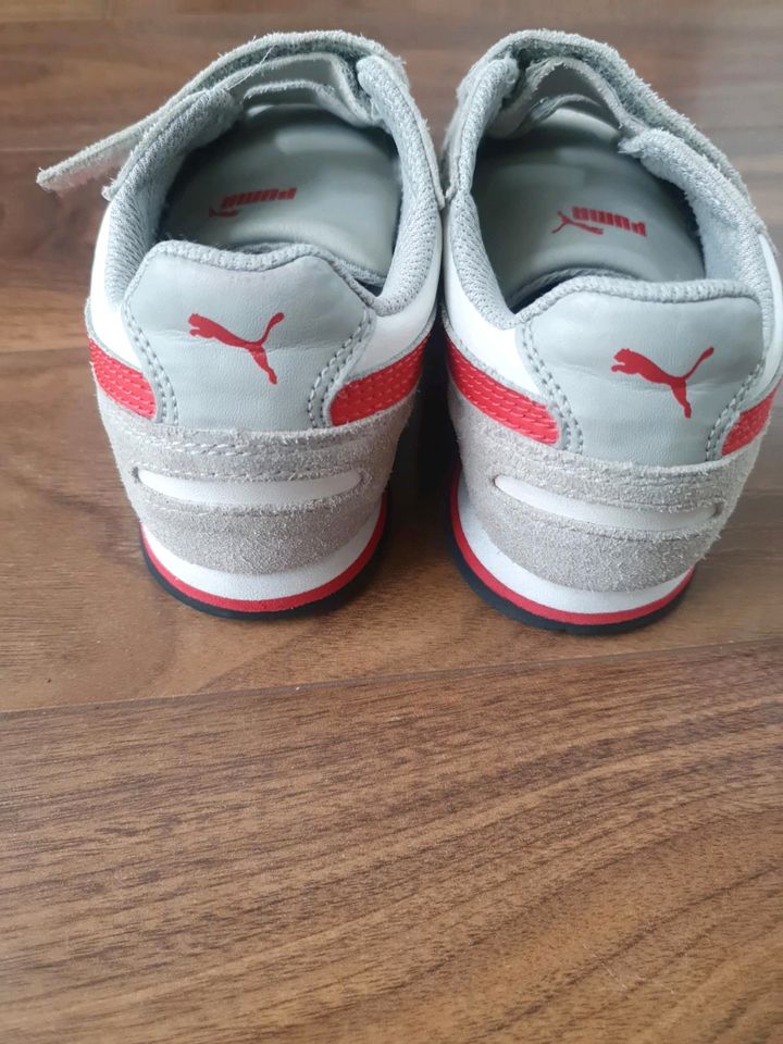 Coole Pumas Gr. 31,5 in Aichach