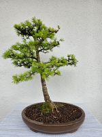 Bonsai Lärche Niedersachsen - Ritterhude Vorschau