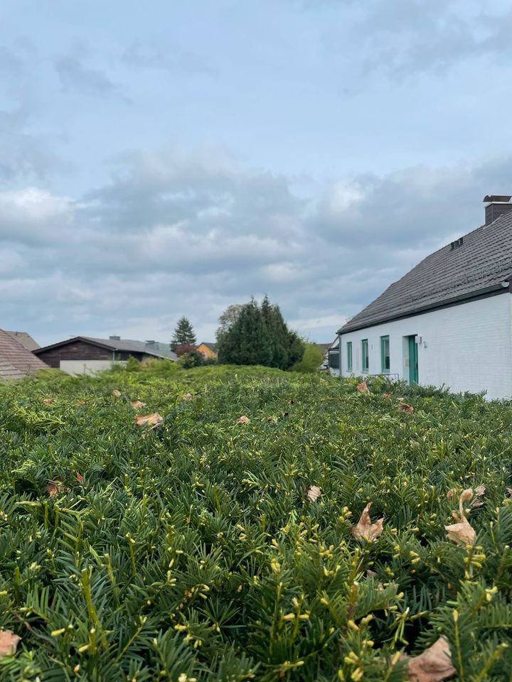 Hecken schneiden /Rasen mähen in Pattensen