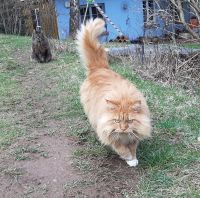 Maine Coon Katze red tabby rot  2 Jahre, verschmust, verspielt Baden-Württemberg - Elzach Vorschau