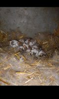 Dalmatiner Rex Baby Hasen zu verkaufen Sachsen - Rabenau Vorschau