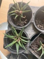 Haworthia limifolia 9 Ableger zu verkaufen Bayern - Dorfen Vorschau