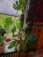 Ableger Monstera Deliciosa Fensterblatt Hessen - Immenhausen Vorschau