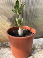 Wüstenrose Bonsai Baum Zimmer Pflanze blüht Adenium Obesum Hessen - Büttelborn Vorschau