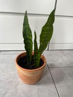 Pflanze Sansevieria Bogenhanf Sachsen-Anhalt - Salzwedel Vorschau