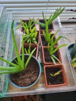 Aloe Vera Ableger Kreis Pinneberg - Kölln-Reisiek Vorschau