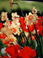 Blumenzwiebeln aller Art Nordrhein-Westfalen - Werne Vorschau