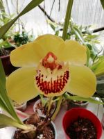 Orchidee - Cymbidium Hybride (04) Thüringen - Münchenbernsdorf Vorschau