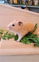 Goldhamster     Hamsterladen Steinmann Plettenberg Nordrhein-Westfalen - Plettenberg Vorschau