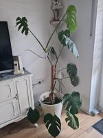 Pflanze, Monstera Nordrhein-Westfalen - Augustdorf Vorschau