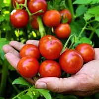 Chadwick Cherry Tomatnpflanzen Bayern - Büchlberg Vorschau