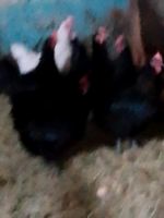 Jersey Gigant Hühner zu verkaufen. Rheinland-Pfalz - Rockenhausen Vorschau