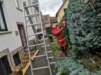 Sträucher schneiden, Gartenformschnitt, Garten winterfest machen Hessen - Oberursel (Taunus) Vorschau