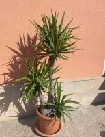 Yucca:  Große Yucca-Palme Sachsen - Diera-Zehren Vorschau