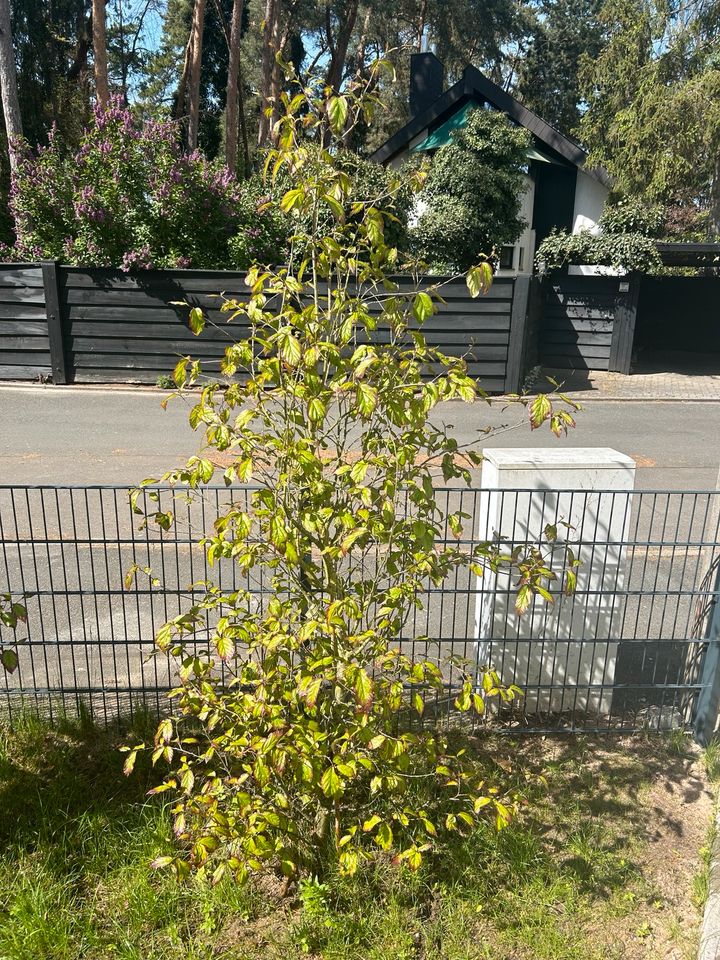 Parrotia Persica / Eisenholzbaum in Erlangen