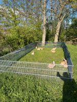 Junge Kaninchen Nordrhein-Westfalen - Paderborn Vorschau