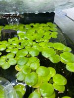 15x Froschbiss - Aquarium Garnelen Kampffisch - Schwimmpflanze Schleswig-Holstein - Preetz Vorschau