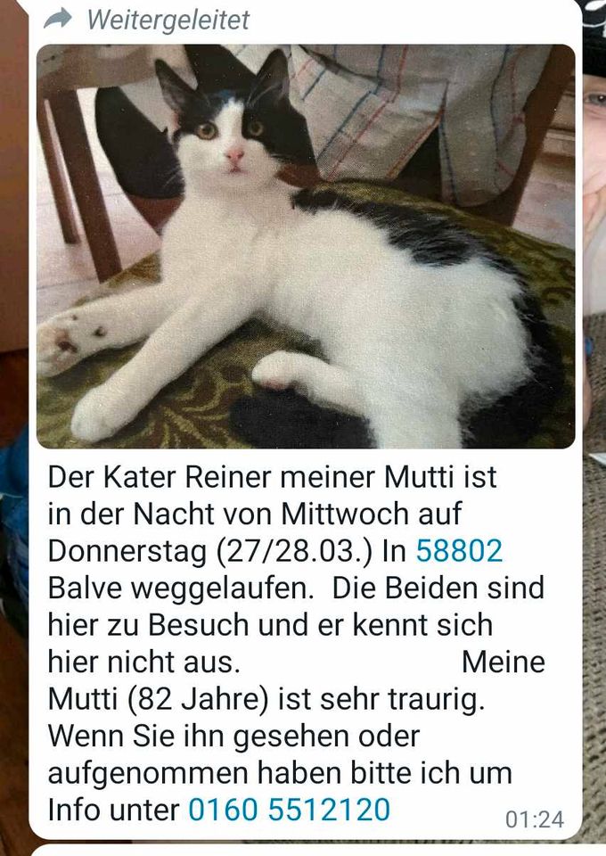 Kater entlaufen in Balve in Balve