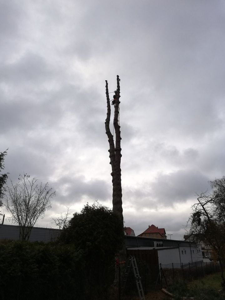 Gartenpflege - Baumfällungen - Baumpflege in Duderstadt