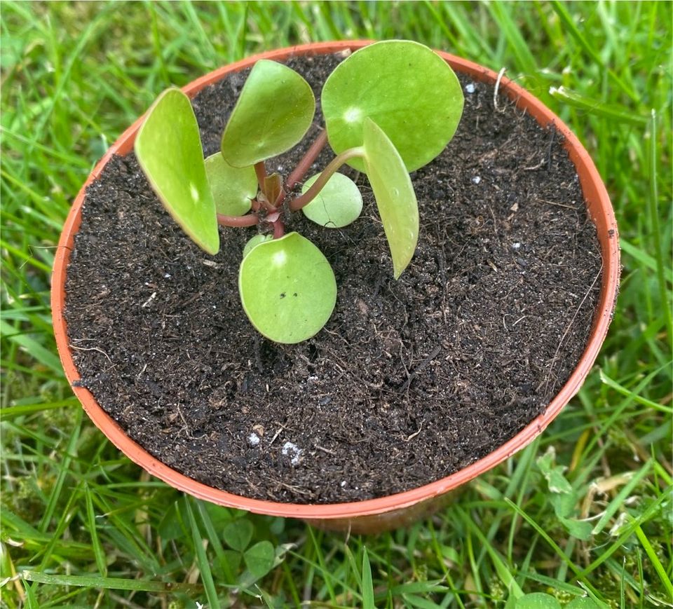 Pilea, Ufopflanze, Glückstaler, Chinesischer Geldbaum Ableger in Bad Langensalza