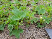 2 junge Bio-Erdbeerpflanzen Sachsen - Großhartmannsdorf Vorschau
