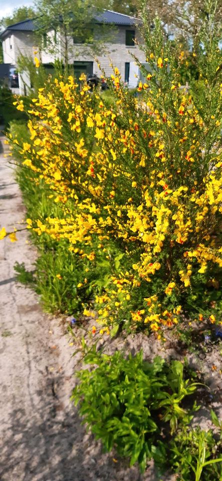 Winterharte Blumenstauden in Schortens