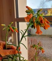 Brutblatt Kalanchoe daigremontiana pinnata tubiflora je 10 Kindel Sachsen - Bad Elster Vorschau