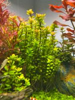 Aquarium Pflanze - Rotala Indica ‚Bonsai‘ Nordrhein-Westfalen - Kerpen Vorschau