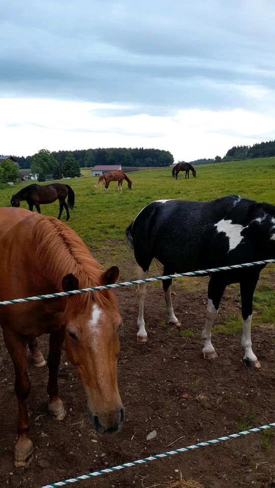 Pferdepension PFERDELAND UNTERBRONNRN in Stödtlen