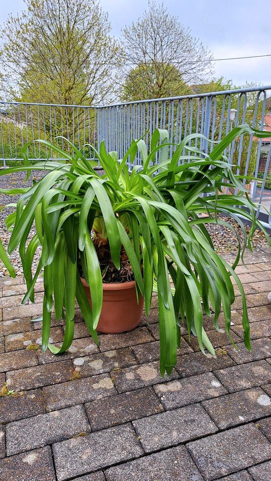 Schmucklilie, Agapanthus in Wangen im Allgäu