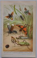 Lithographie Mützel Insekten Biene Wespe Schabe Laubheuschrecke Berlin - Mitte Vorschau