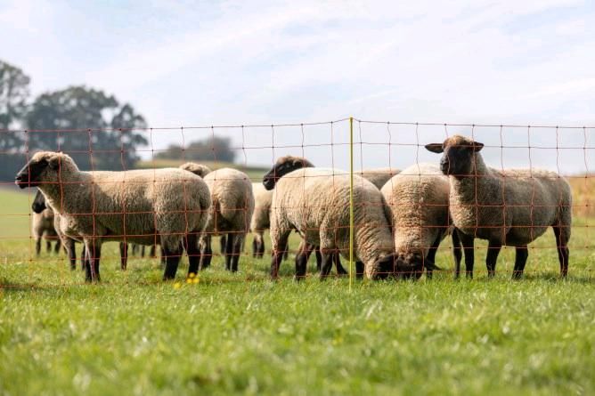 Aktion! Schafzaun Staffelpreise, Schafnetz, Weidenetz, Steckzaun in Engelsberg