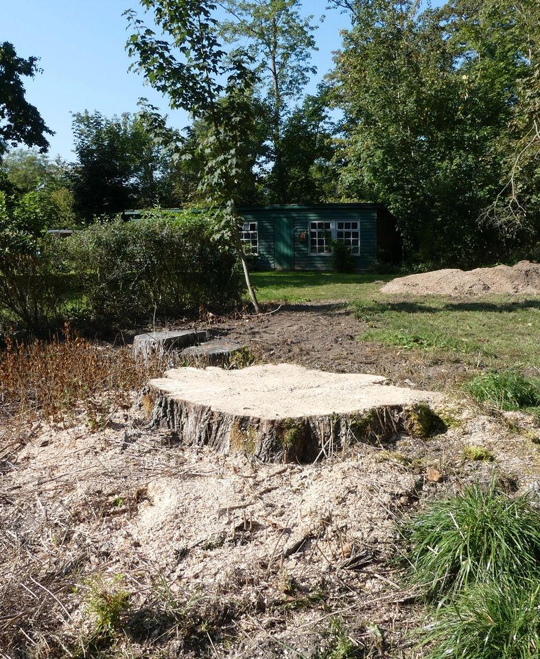 Stubbenfräsen Wurzelstockfräsen Baumstumpf fräsen in Nienwohld