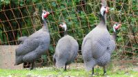 Perlhühner vom Züchter Perlhuhn und Perlhahn Bayern - Cham Vorschau