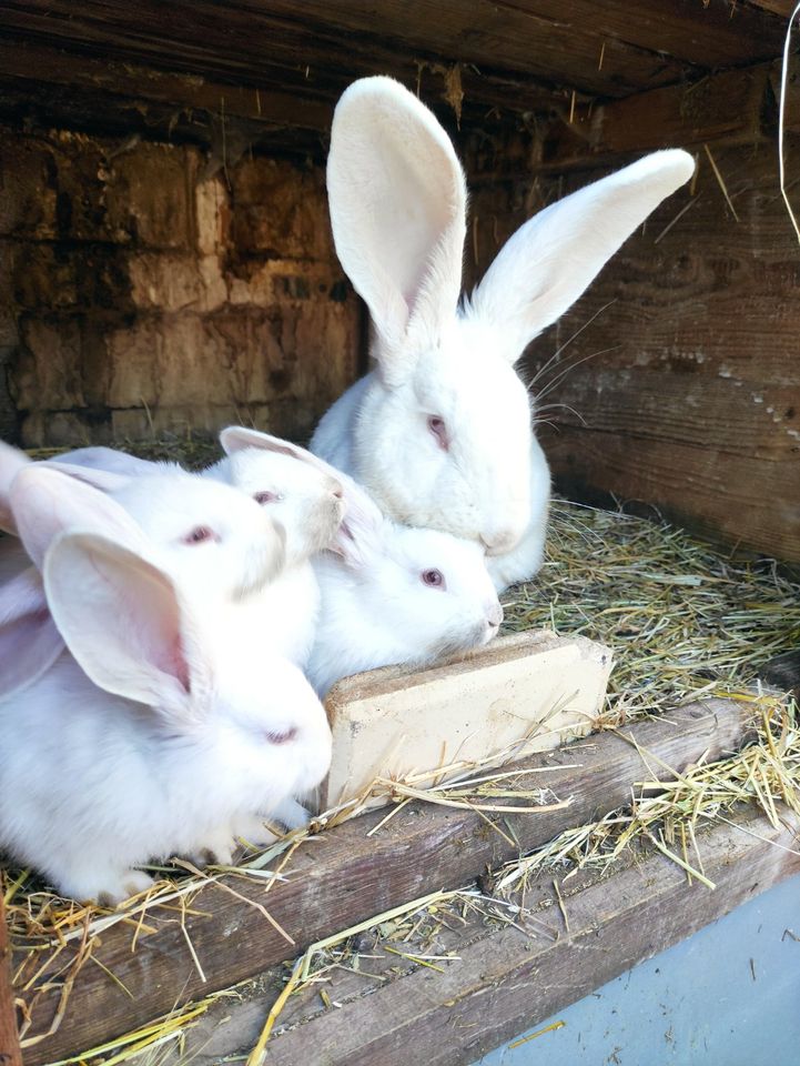 Weiße Riesen,Kaninchen, Kreuzungskaninchen,Deutsche Riesen in Arnstein