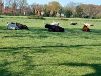 Grünland oder Ackerland zu pachten oder zu kaufen Nordrhein-Westfalen - Haltern am See Vorschau