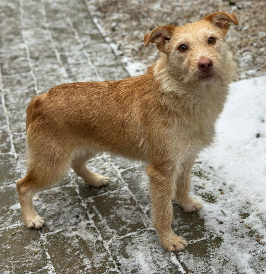 Fee, Hündin, ca 1,5 Jahre, ca 40 cm in Wegberg