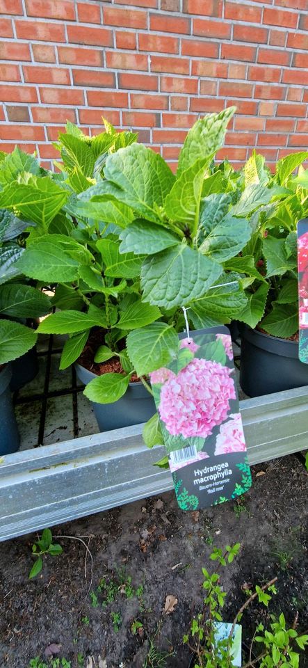 Bauernhortensien im 5 liter Topf in Uplengen