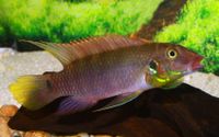 Rotmaul Prachtbuntbarsch - Wallaceochromis rubrolabiatus l Sachsen - Chemnitz Vorschau