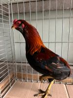 Zwerg Araucana Niedersachsen - Burgwedel Vorschau